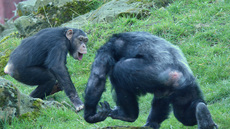 Schimpanse (1).jpg
